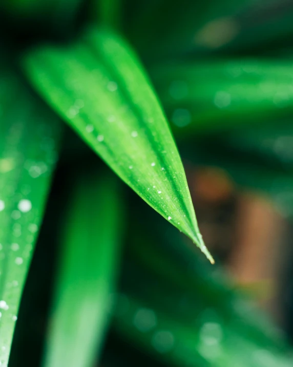 a green leaf with water droplets on it, trending on pexels, made of bamboo, next to a plant, detailed product image, close up to a skinny