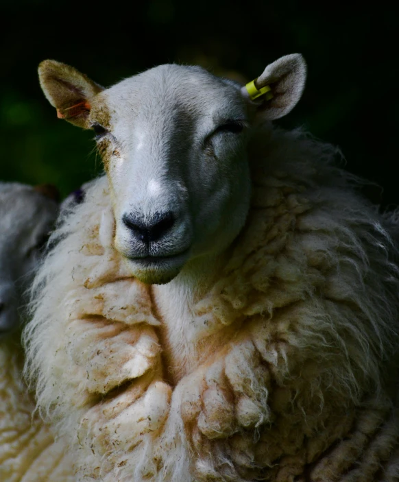 a couple of sheep standing next to each other, pexels contest winner, renaissance, wearing a vest top, soft lulling tongue, resting, she is wearing a wet coat