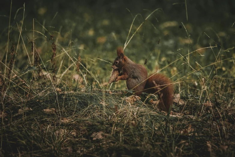 a squirrel that is standing in the grass, a photo, by Emma Andijewska, pexels contest winner, renaissance, 🦩🪐🐞👩🏻🦳, eating, reds), vintage photo