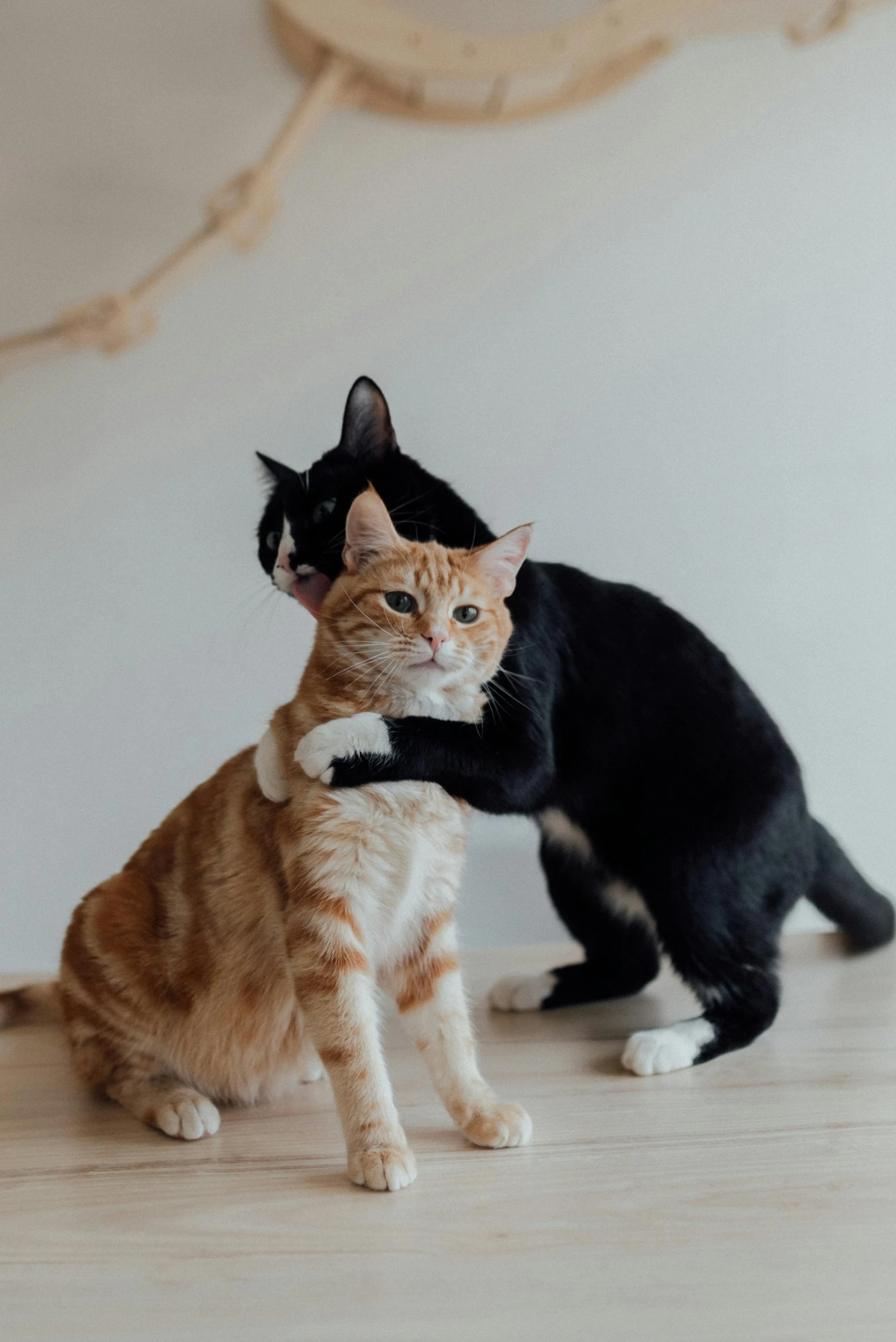 a couple of cats standing on top of a wooden floor, by Julia Pishtar, pexels contest winner, hugging each other, two buddies sitting in a room, black and orange, on a pale background