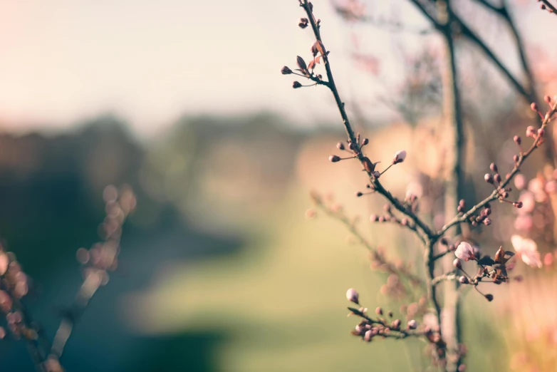 a close up of a branch of a tree, a picture, by Eglon van der Neer, unsplash, flowering buds, hasselblad film bokeh, pale pink grass, retro stylised