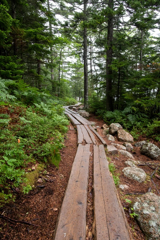 a wooden path in the middle of a forest, by Jessie Algie, new hampshire mountain, slide show, coast, rock arcs