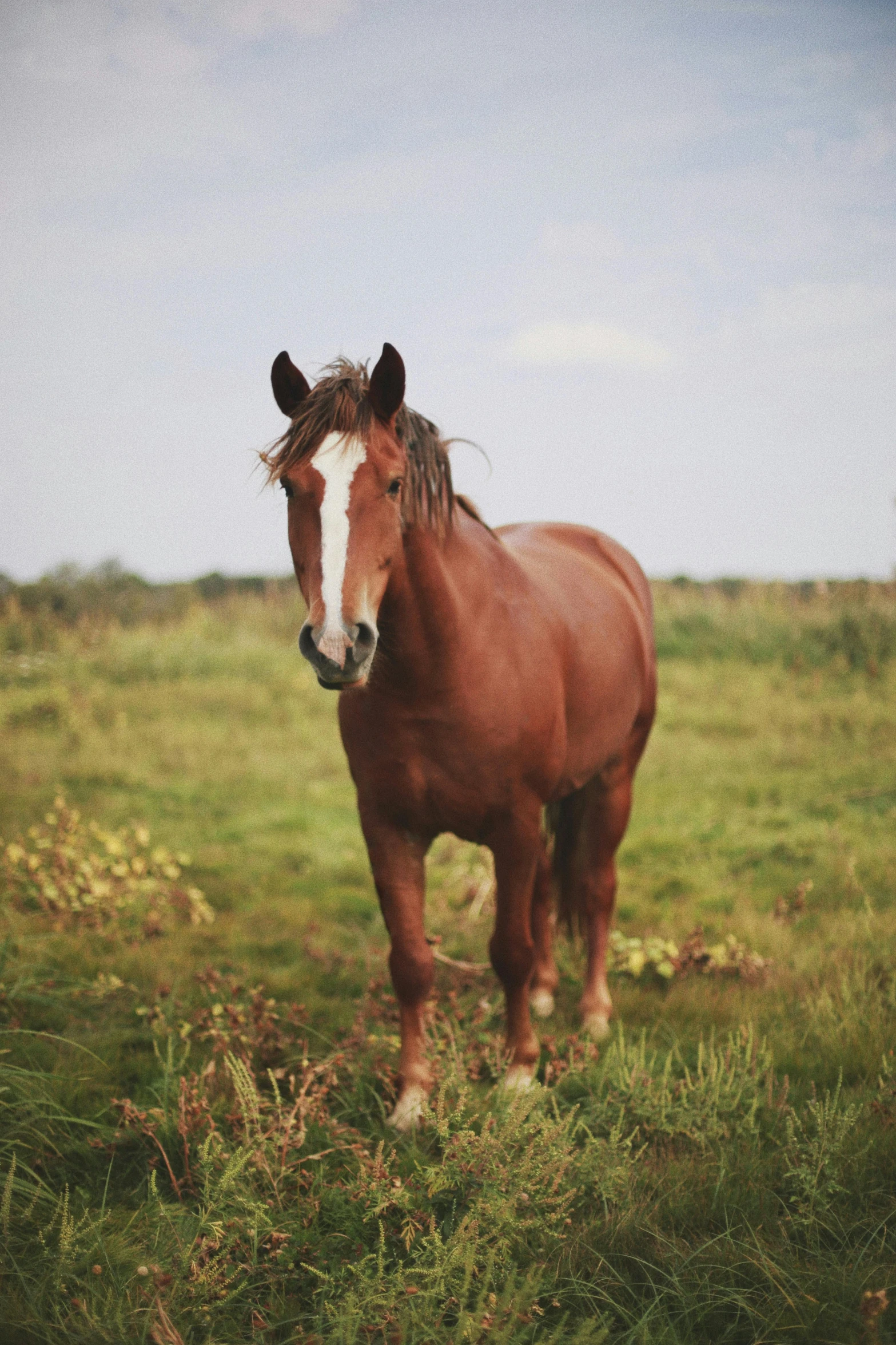 a brown horse standing on top of a lush green field, profile image