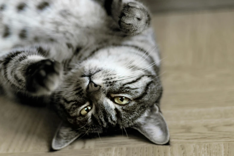 a cat rolling around on its back on the floor, by Julia Pishtar, pixabay contest winner, charming expression gesicht, grey, vacation photo, doing a sassy pose