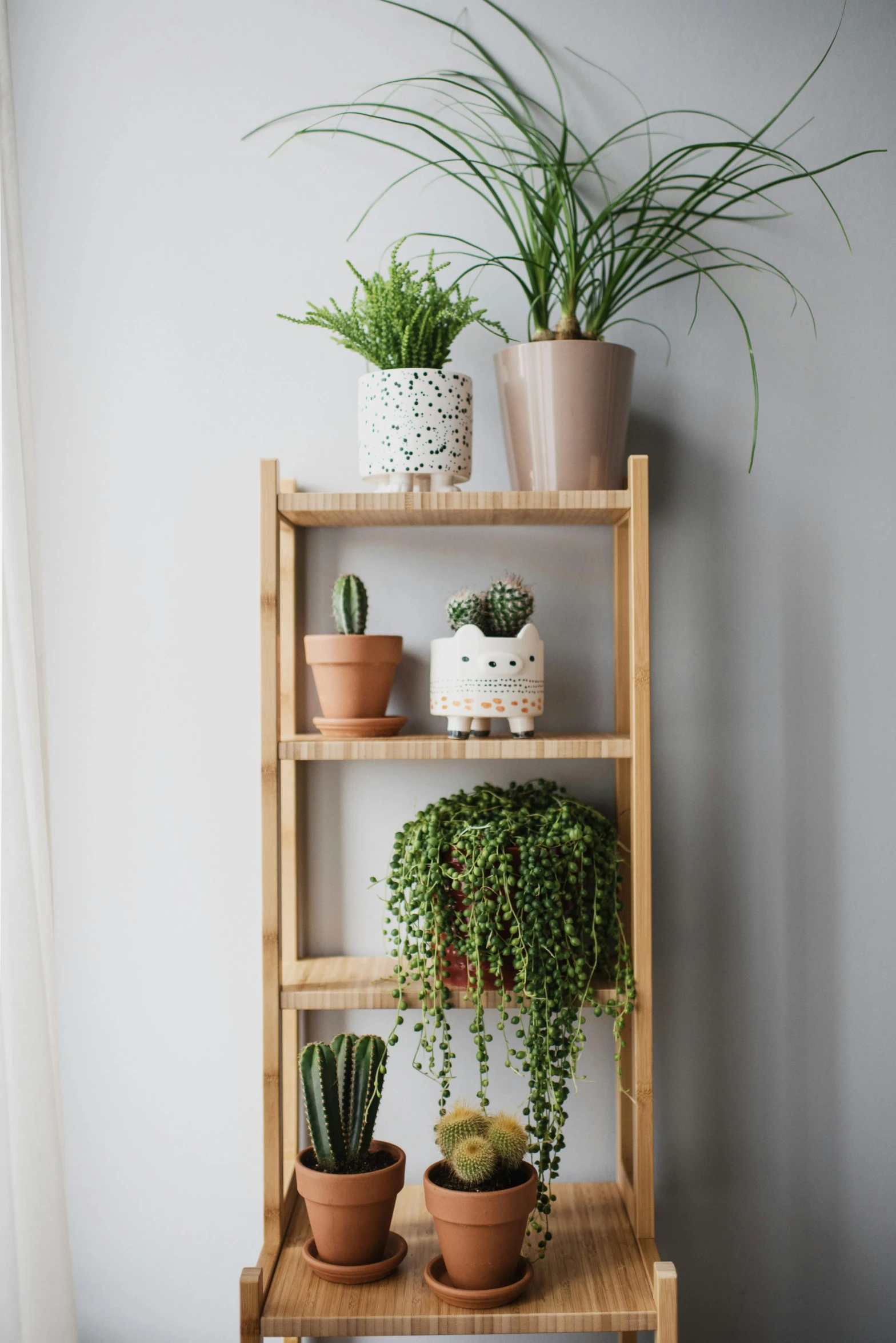 a shelf filled with potted plants next to a window, poster art, by Everett Warner, trending on pexels, made of bamboo, product introduction photo, straight camera view, fullbody photo