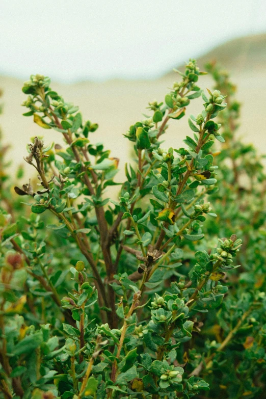 a couple of birds sitting on top of a bush, hurufiyya, densely packed buds of weed, no cropping, slide show, half image