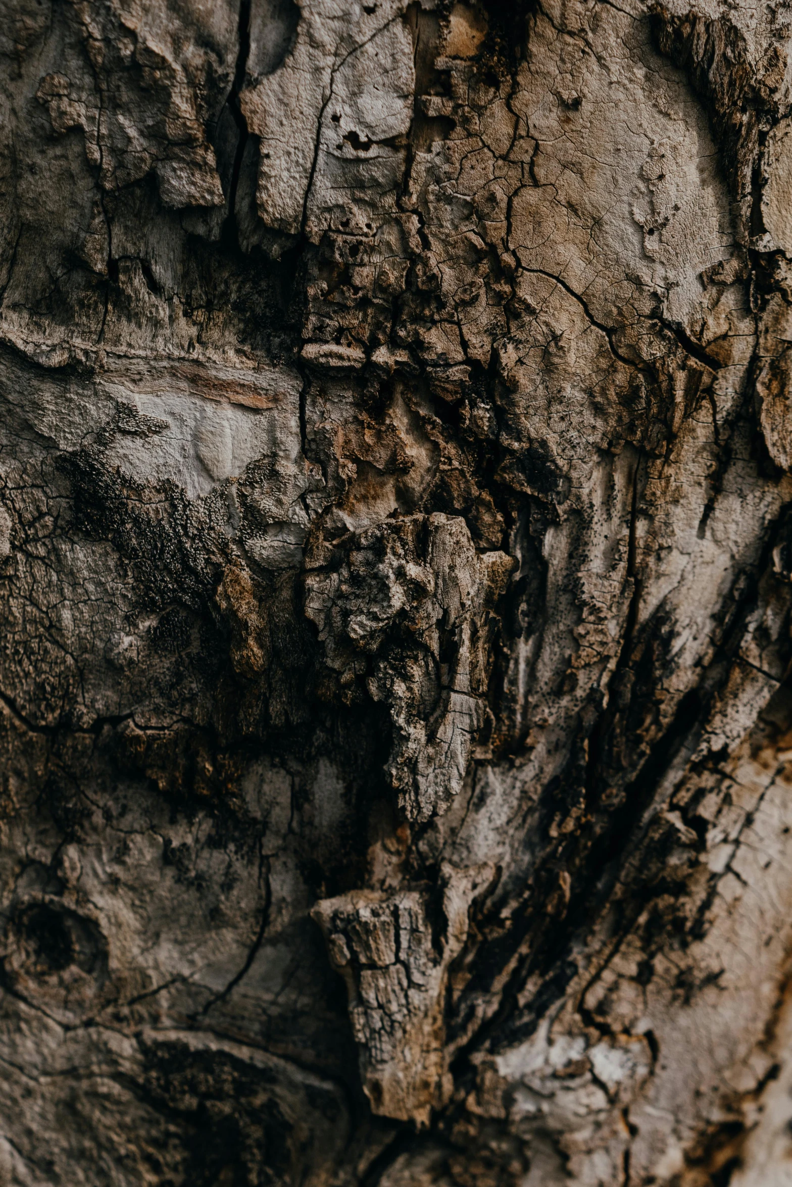 a close up of the bark of a tree, an album cover, by Jesper Knudsen, pexels contest winner, unsplash 4k, multiple stories, low light, a high angle shot