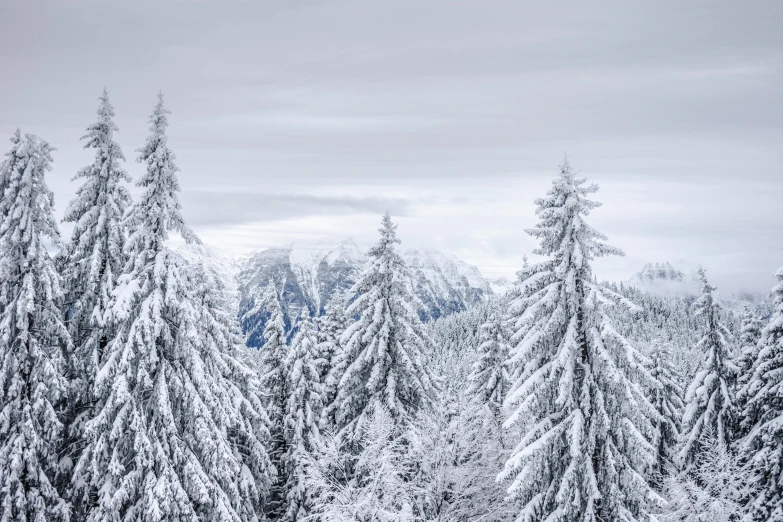 a group of pine trees covered in snow, by Matthias Weischer, pexels contest winner, silver，ivory, alps, thumbnail, 8 k 4 k