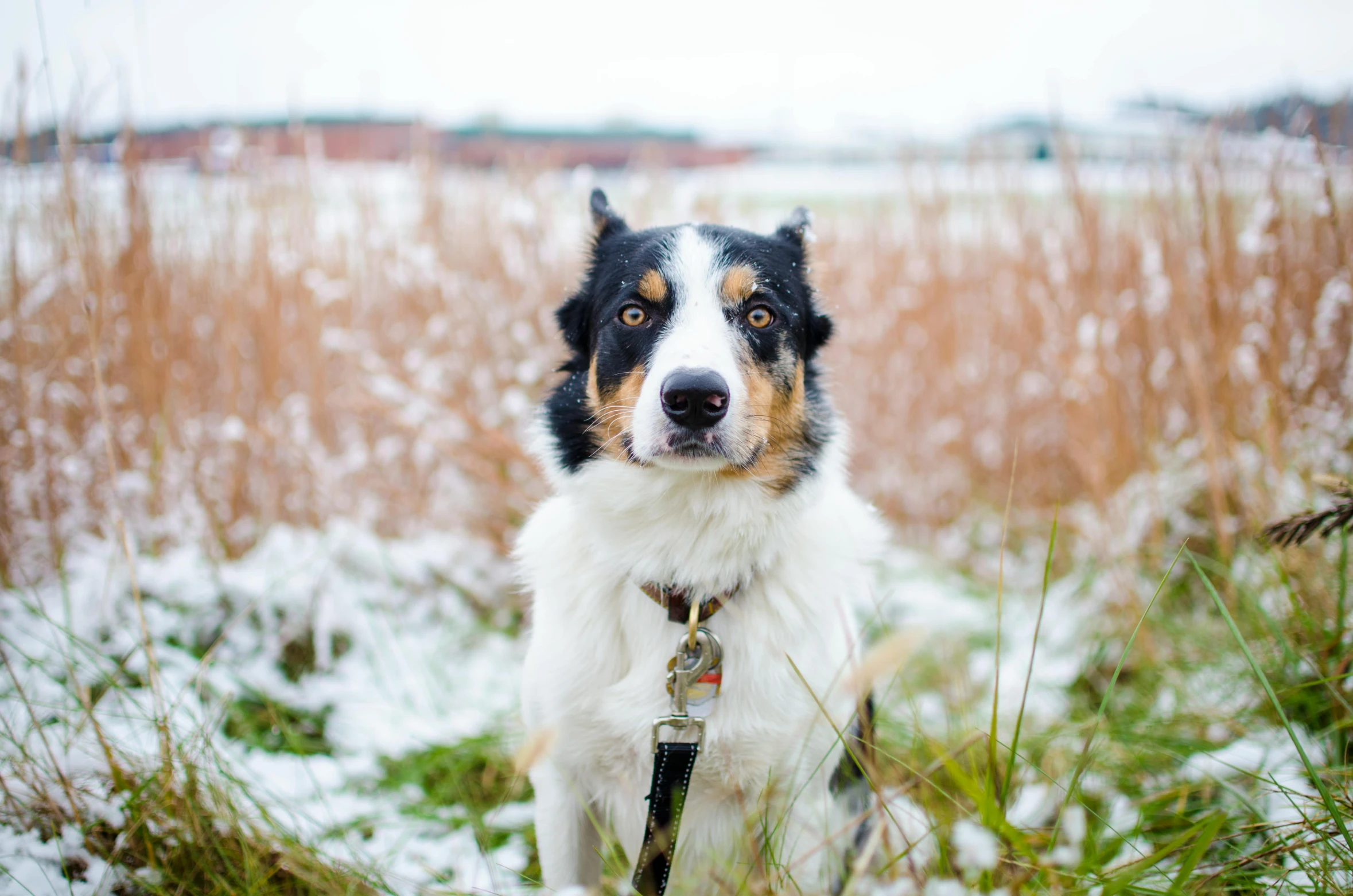 a dog that is sitting in the snow, a portrait, by Julia Pishtar, pexels contest winner, heterochromia, border collie, detailed information, short dof