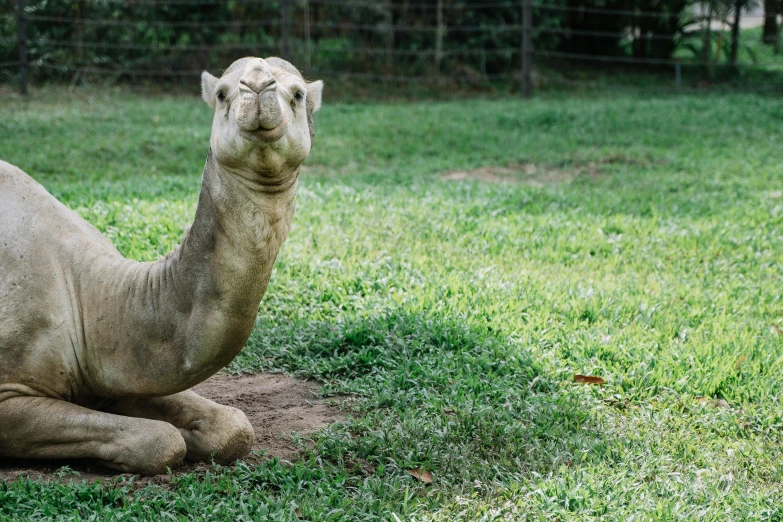 a camel that is laying down in the grass, giant ferret, posing like a statue, holding court, profile image