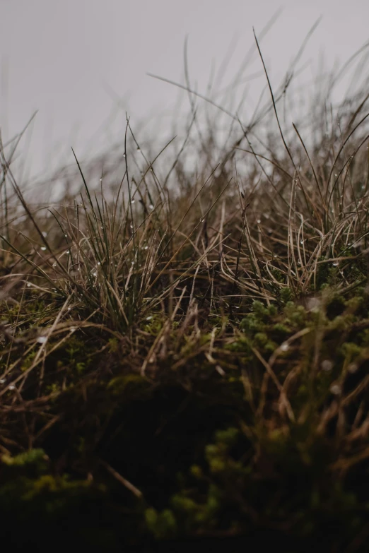 a couple of sheep standing on top of a grass covered hillside, an album cover, unsplash, land art, very little moss, overcast!!! cinematic focus, wet ground, up-close