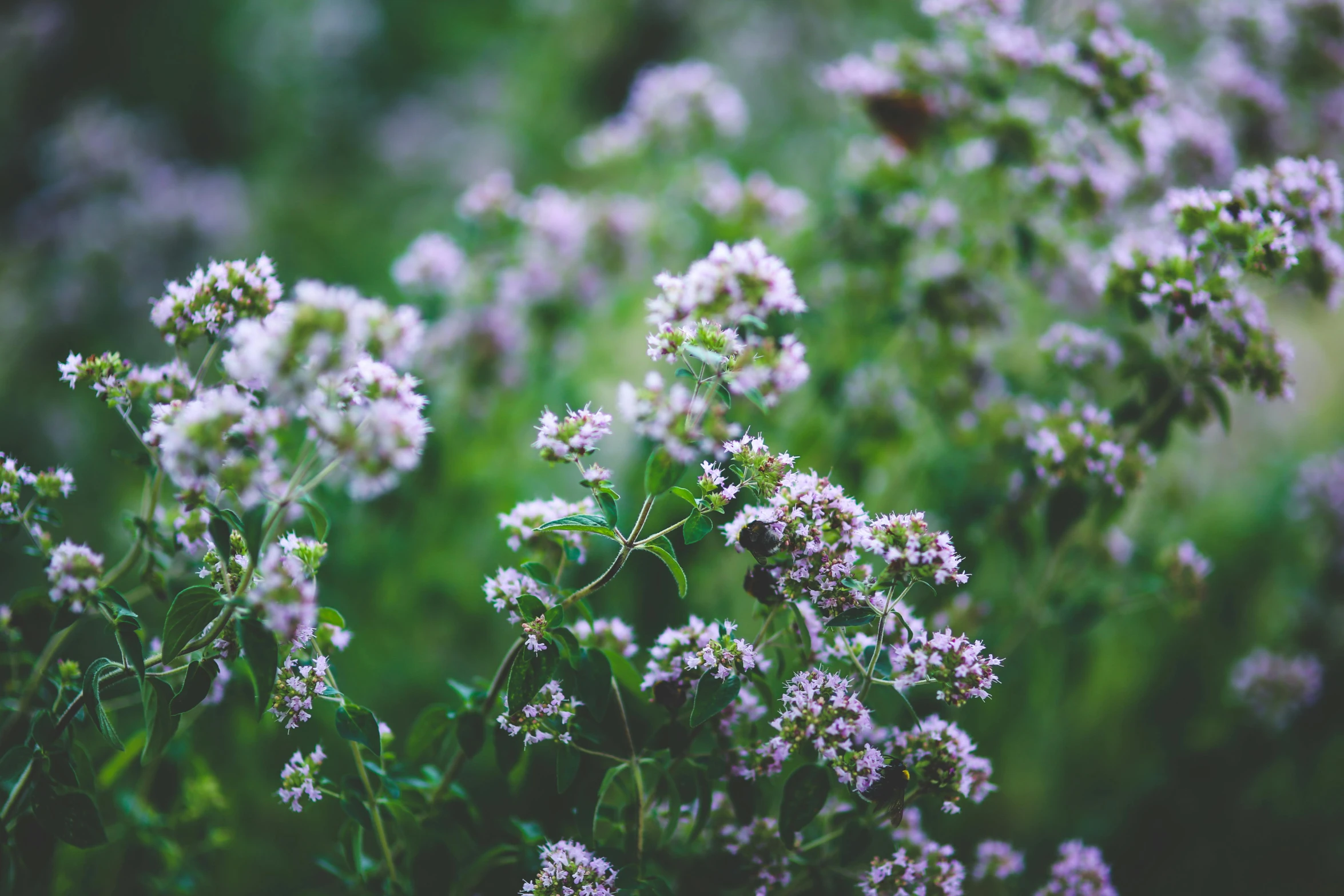 a bunch of purple flowers sitting on top of a lush green field, inspired by Elsa Bleda, trending on unsplash, herbs, grey, basil, swarming with insects