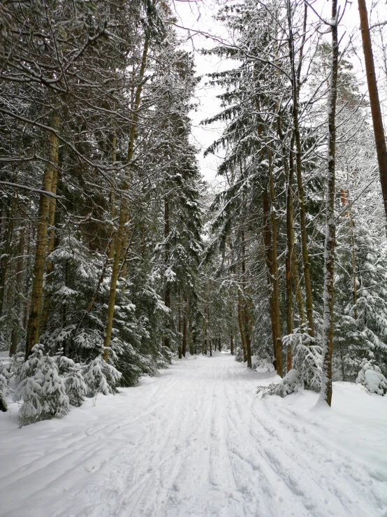 a man riding skis down a snow covered slope, a photo, inspired by Ivan Shishkin, les nabis, a beautiful pathway in a forest, driveway, trip to legnica, trees!!