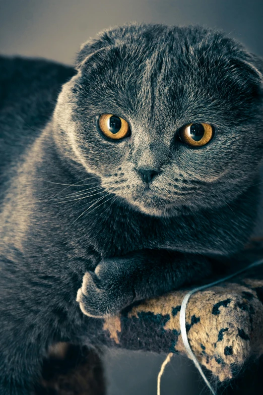 a close up of a cat on a scratching post, a portrait, shutterstock contest winner, dark grey, knee, rounded eyes, aristocratic