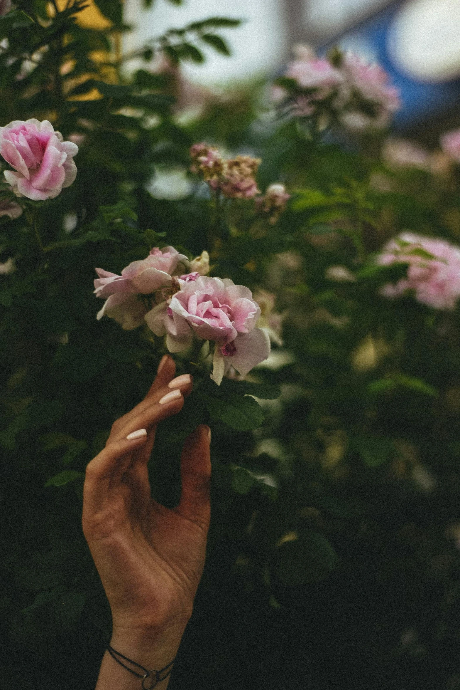 a person holding a flower in their hand, inspired by Elsa Bleda, trending on unsplash, roses and lush fern flowers, rose garden, pink petals fly, tall