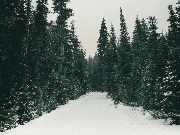 a man riding skis down a snow covered slope, pexels contest winner, hurufiyya, lush evergreen forest, road between tall trees, whistler, muted green