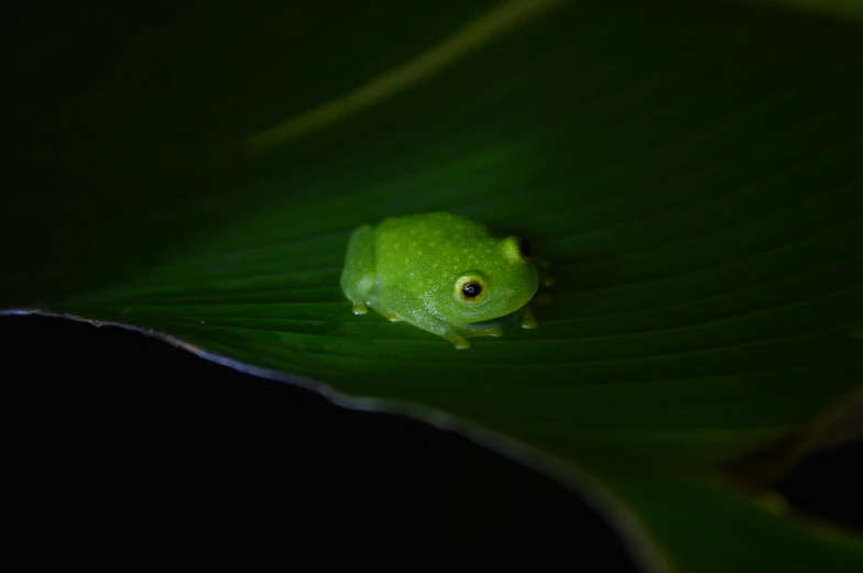 a green frog sitting on top of a leaf, by Basuki Abdullah, pexels contest winner, hurufiyya, cozy night fireflies, avatar image