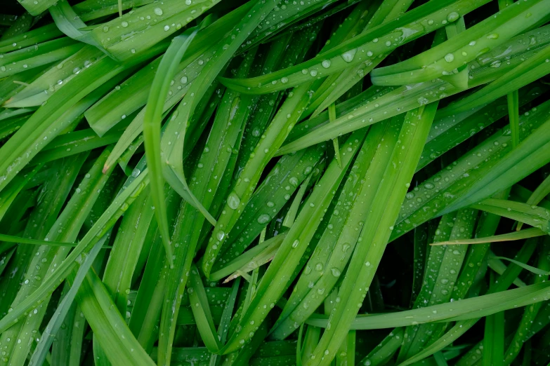 a close up of a bunch of green grass, inspired by Exekias, unsplash, hurufiyya, very wet, dezeen, cuts, vanilla