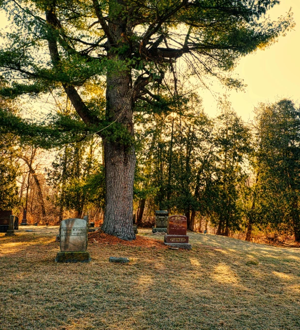 a cemetery with a large tree in the background, a photo, golden hour”, grain”