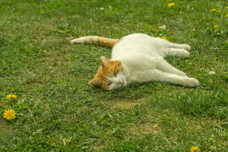 a cat that is laying down in the grass, on a green lawn, white and orange, taken with sony alpha 9, 4k photo”