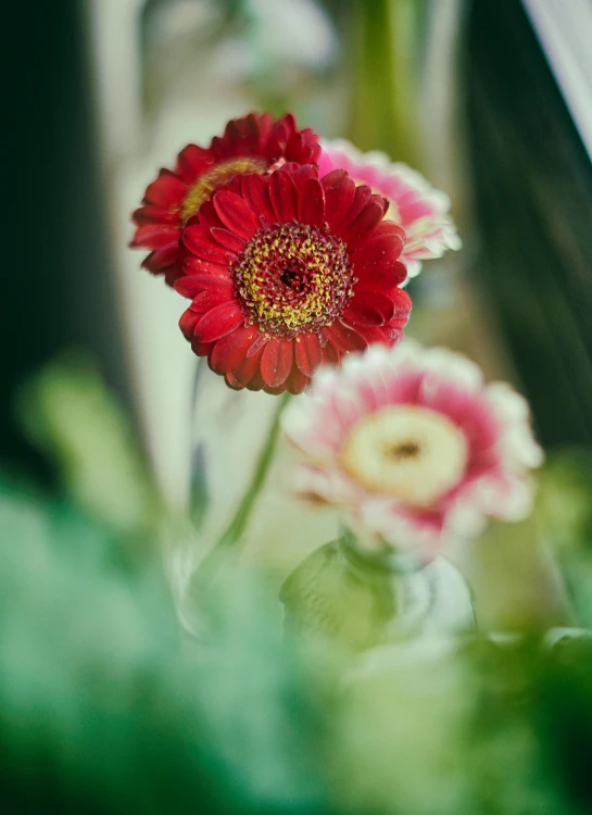 a close up of a flower in a vase, inspired by Elsa Bleda, unsplash, green and red tones, giant daisy flowers head, bokeh + dof + 8k, detailed color scan”