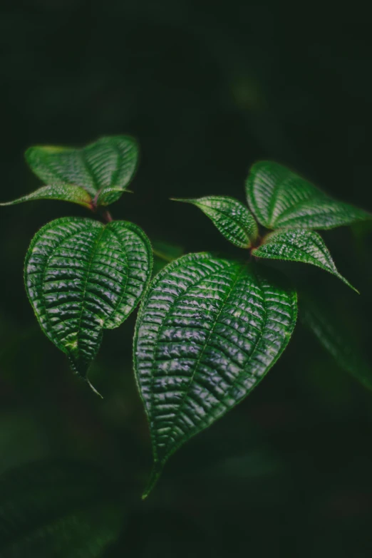 two green leaves in the dark, a macro photograph, trending on pexels, lush rainforest, lush plants flowers, multiple stories, contain