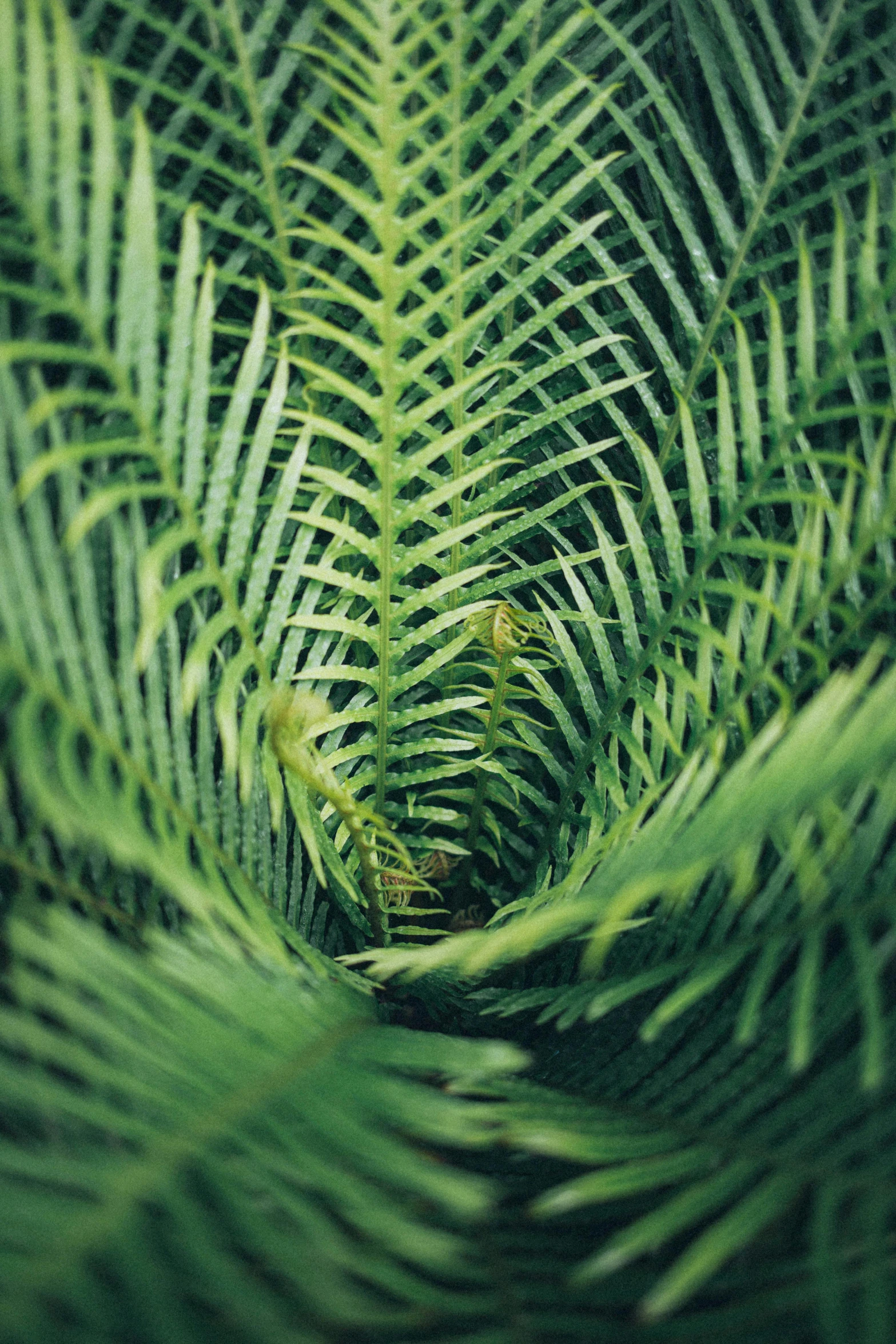 a close up of a plant with green leaves, inspired by Andy Goldsworthy, unsplash, serrated point, convoluted halls, fir trees, indoor