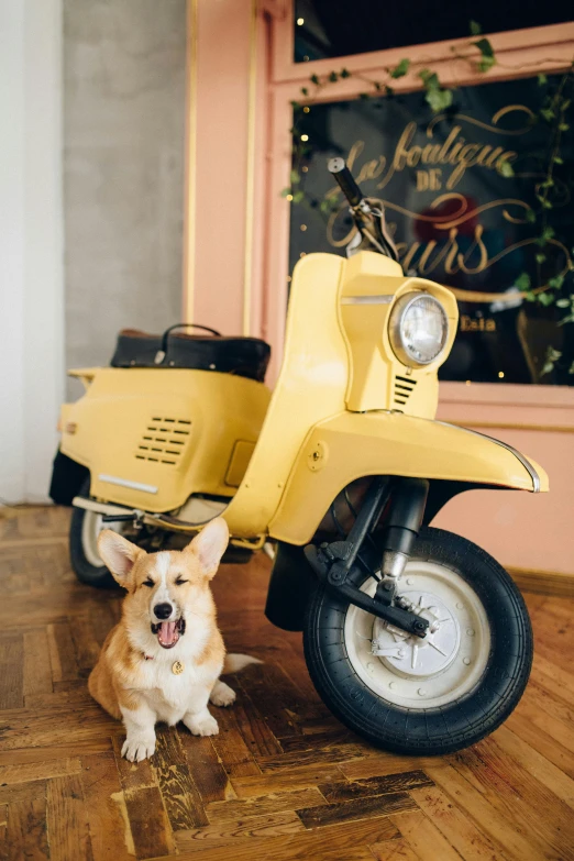 a dog sitting in front of a yellow scooter, inspired by Wes Anderson, trending on unsplash, cute corgi, 1 9 6 0 s cafe racer, decorated with soviet motifs, miniature model