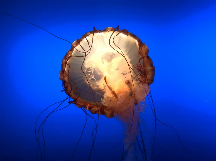 a jellyfish that is floating in the water, an album cover, by Jessie Algie, unsplash, romanticism, biodome, museum photo, reddish, deep blue