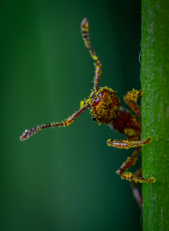 a small insect sitting on top of a green plant, a macro photograph, by Matthias Weischer, pexels contest winner, sumatraism, giraffe weevil, 8 intricate golden tenticles, hyperdetailed colourful, covered in