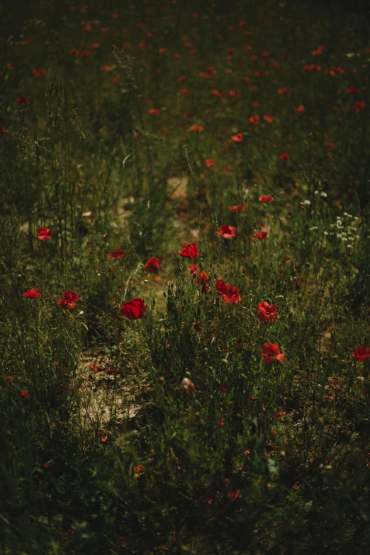 a red fire hydrant sitting on top of a lush green field, by Elsa Bleda, renaissance, looking up. poppies, dark, scattered, alessio albi