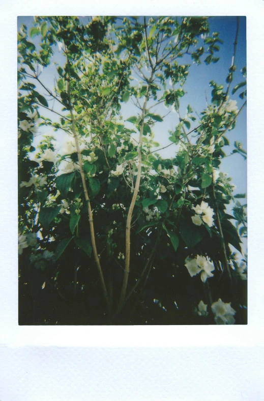 a polaroid picture of a tree with white flowers, tall plants, ((trees)), julia sarda, fruit trees