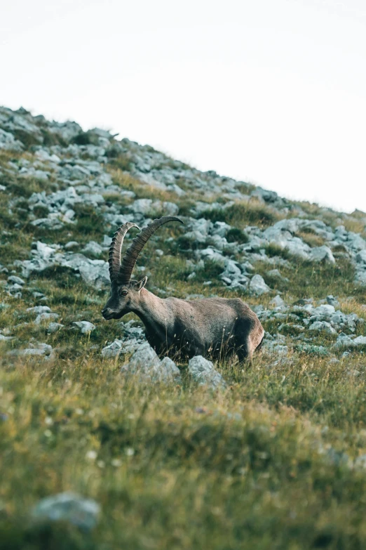 a goat that is standing in the grass, a photo, pexels contest winner, les nabis, solo hiking in mountains trees, 2000s photo, rocky terrain, hunting