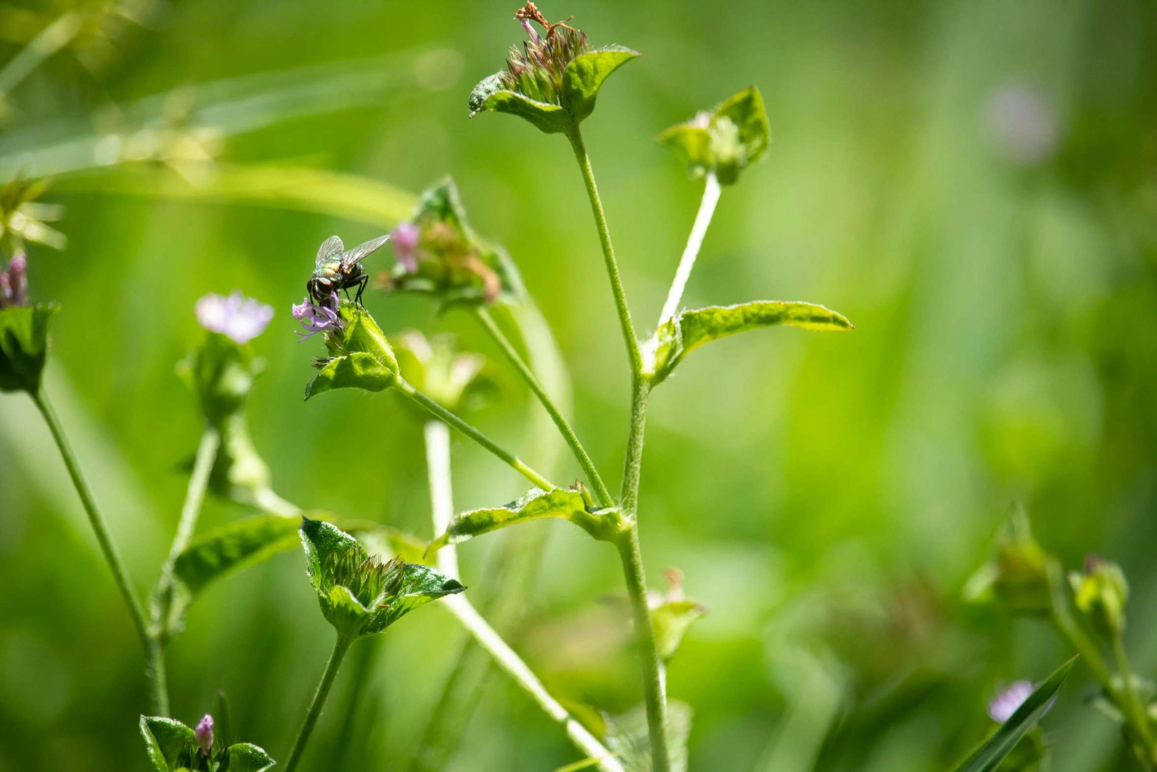 a close up of a plant with purple flowers, a macro photograph, by Jacob de Heusch, visual art, green meadow, flies, mint, minn