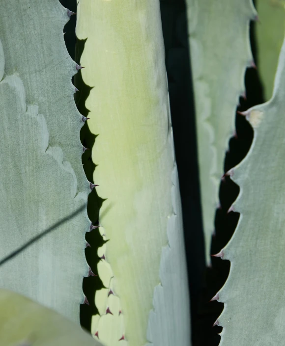 a close up of a leaf of a plant, rows of razor sharp teeth, cacti, detailed product image, tall plants