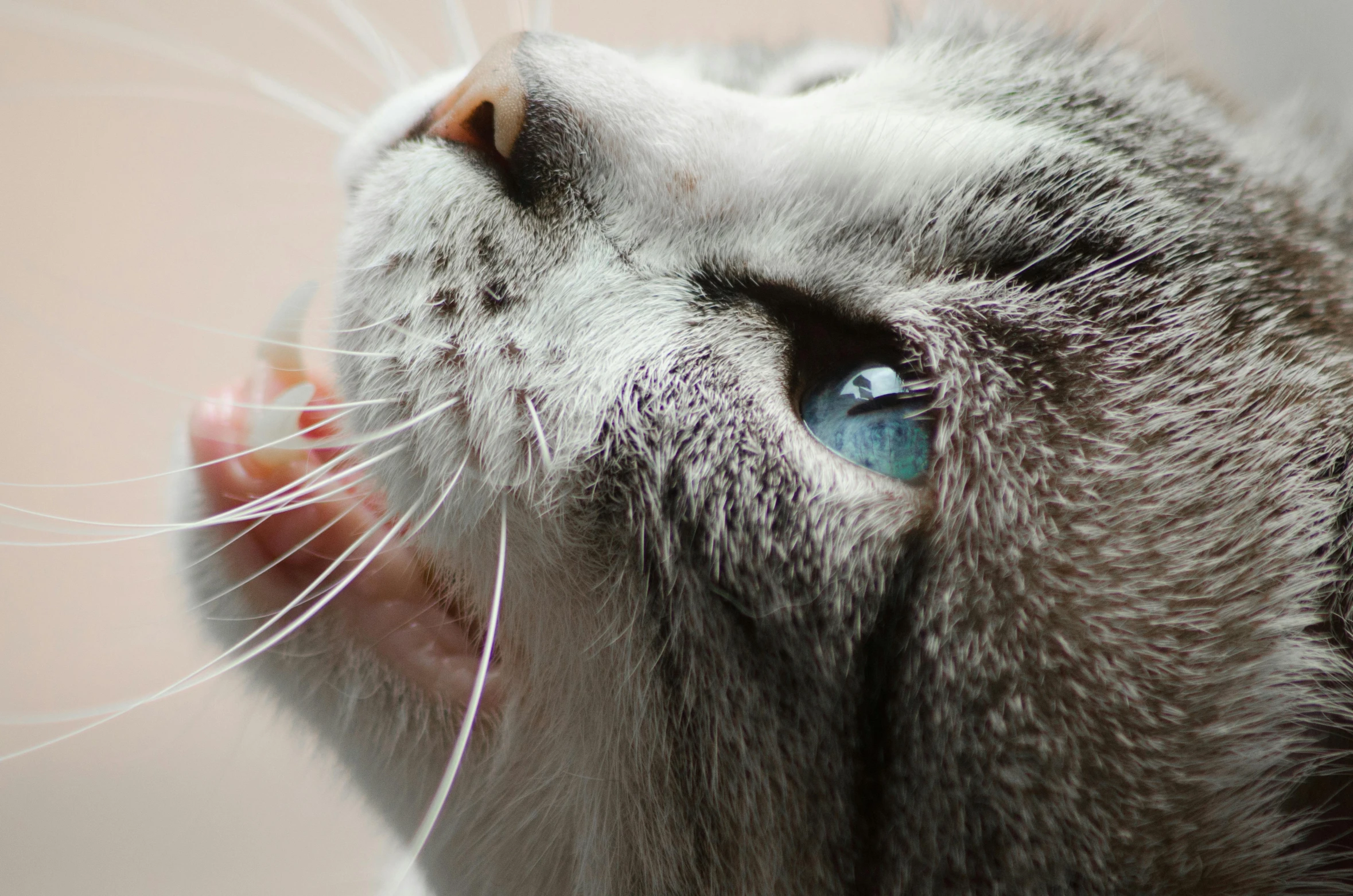 a close up of a cat with blue eyes, pexels contest winner, licking out, short light grey whiskers, close - up profile, looking upwards