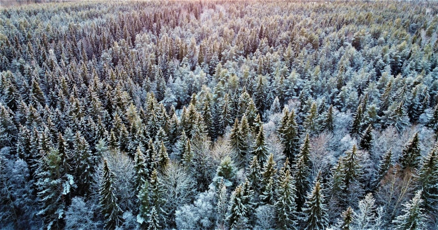 a forest filled with lots of trees covered in snow, an album cover, by Jaakko Mattila, pexels, drone photograpghy, ffffound, warm, shot on iphone