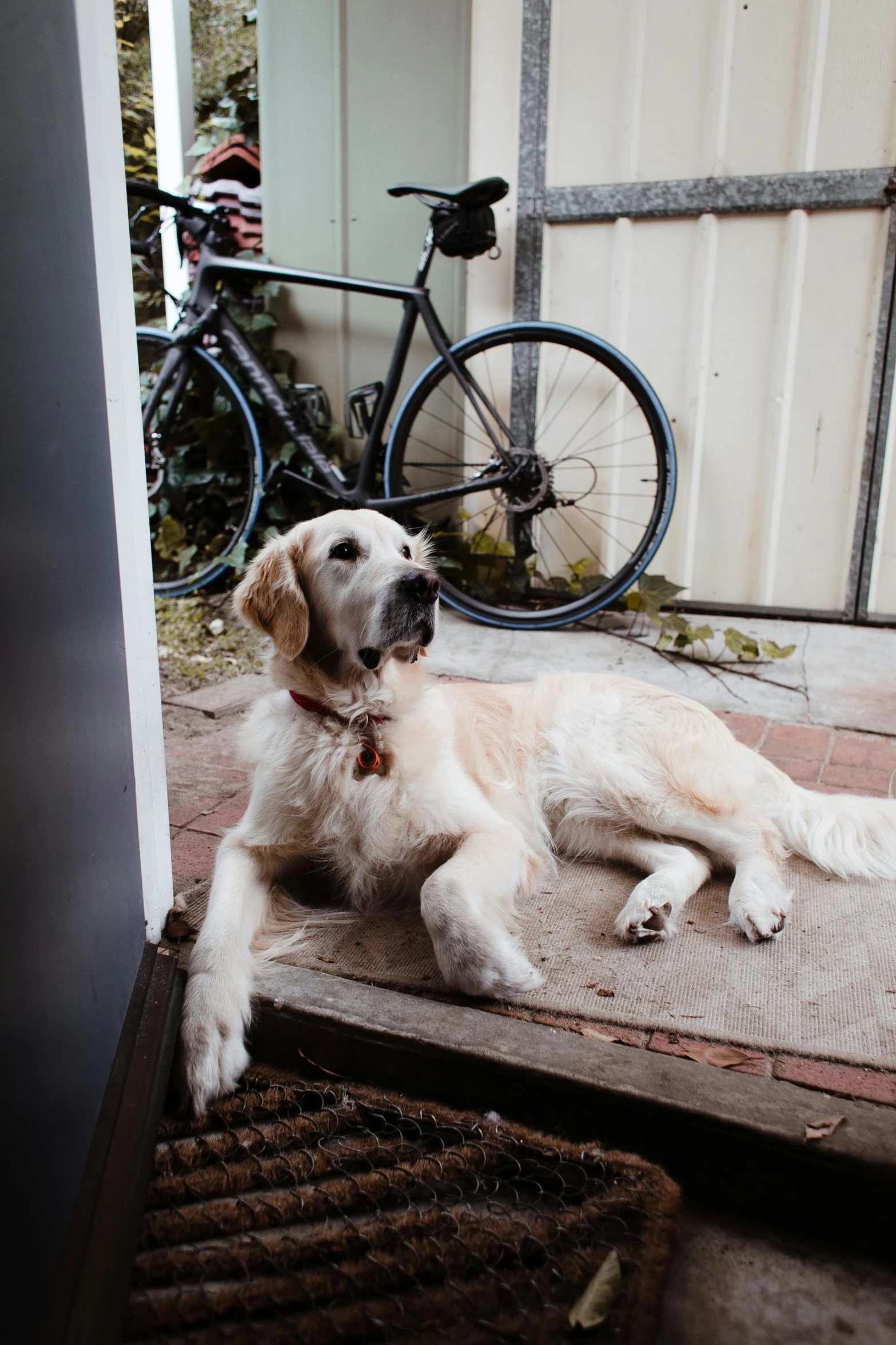 a dog that is laying down in front of a door, pexels contest winner, melbourne, mechanic, slightly golden, in front of the house