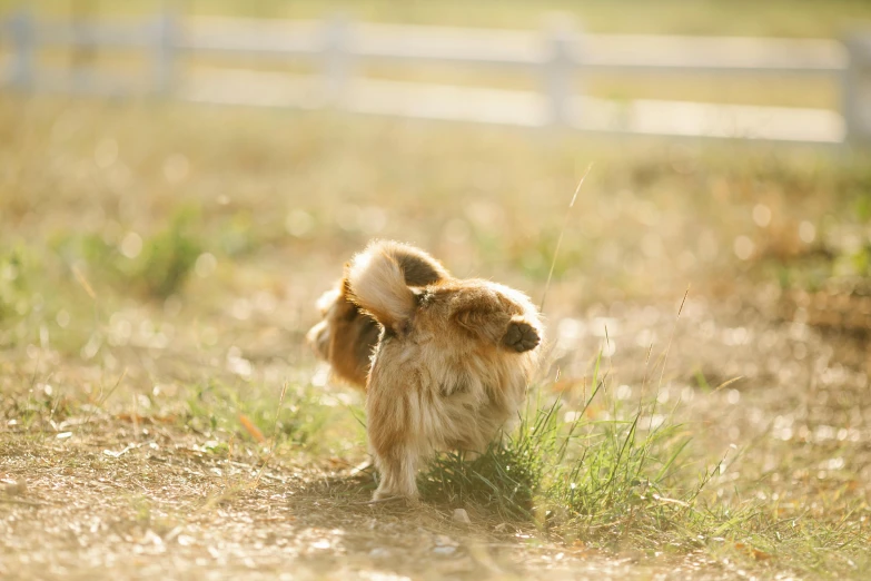 a small brown dog standing on top of a grass covered field, by Julia Pishtar, unsplash, visual art, fluffy tail, manuka, in an action pose, bending down slightly