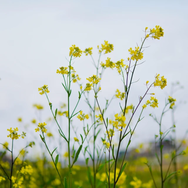 a field of yellow flowers with a blue sky in the background, a picture, unsplash, herbs, close-up photo, tall thin, high resolution image