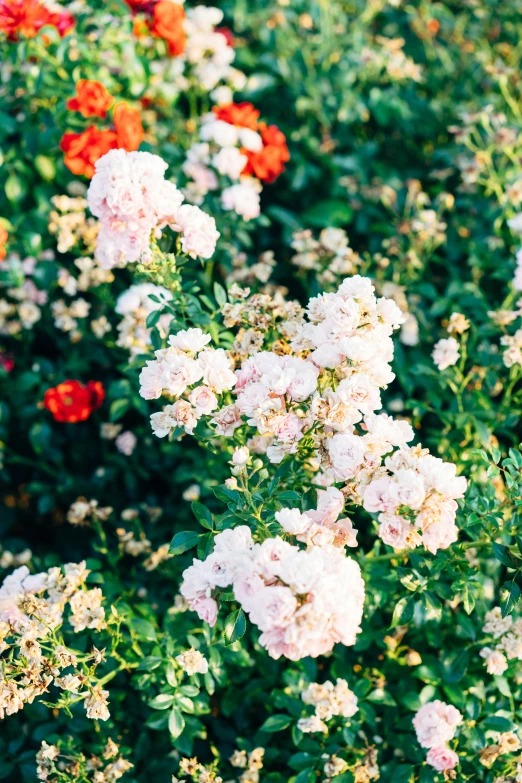 a bunch of flowers sitting on top of a lush green field, inspired by Elsa Bleda, trending on unsplash, romanticism, rose garden, soft blush, overexposed sunlight, full frame image