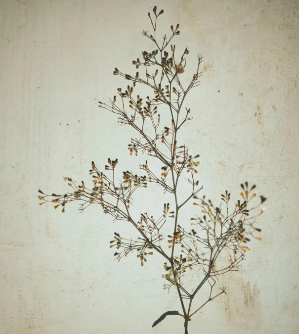 a close up of a plant in a vase on a table, by Constant Permeke, dried herbs, (1 as december, numerous limbs, stencil