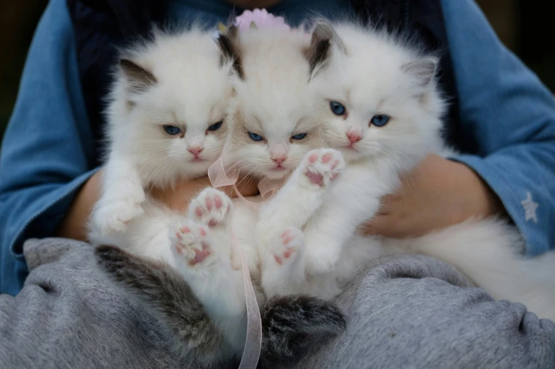 a person holding two kittens in their arms, white skin color, with blue fur and blue eyes, soft but grumpy, tiny feet