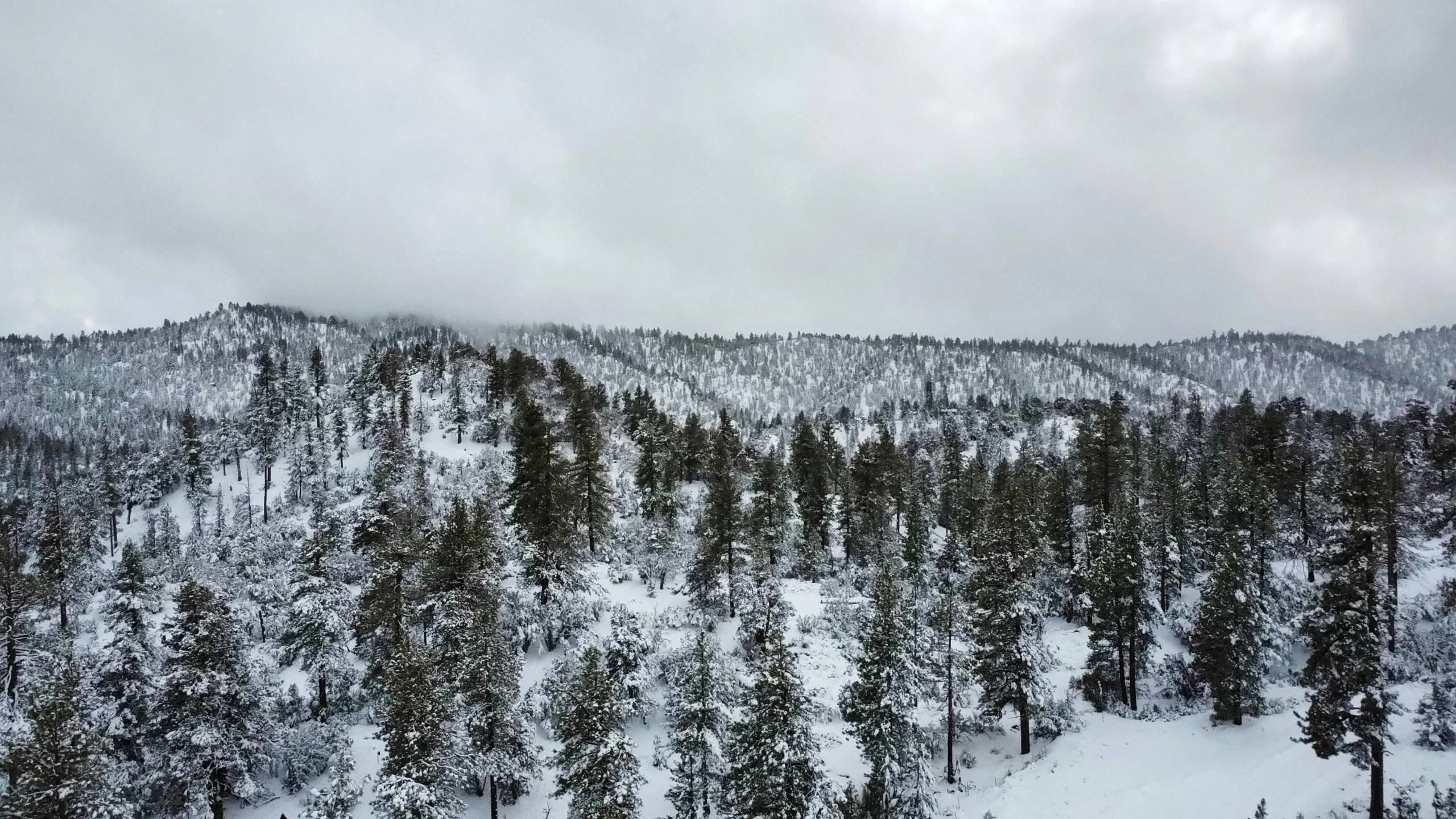 a group of people riding skis down a snow covered slope, forests, covered in snow, pine forests, ground covered with snow