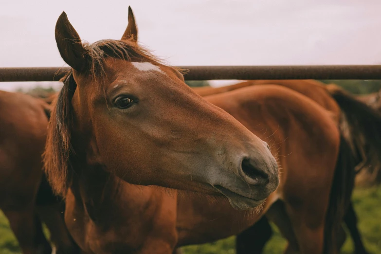 a brown horse standing on top of a lush green field, pexels contest winner, closeup 4k, fan favorite, of augean stables, instagram post