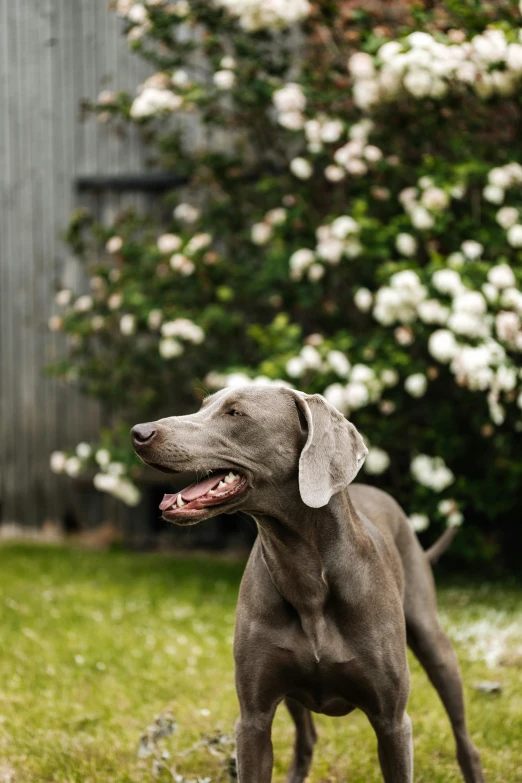 a dog that is standing in the grass, flowers in background, award - winning photo ”, grey, magnolia
