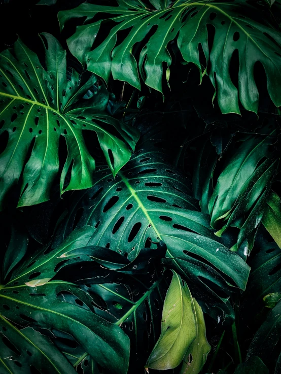 a close up of a bunch of green leaves, inspired by Elsa Bleda, trending on unsplash, visual art, on jungle night !!!, multiple stories, malaysia jungle, today\'s featured photograph 4k