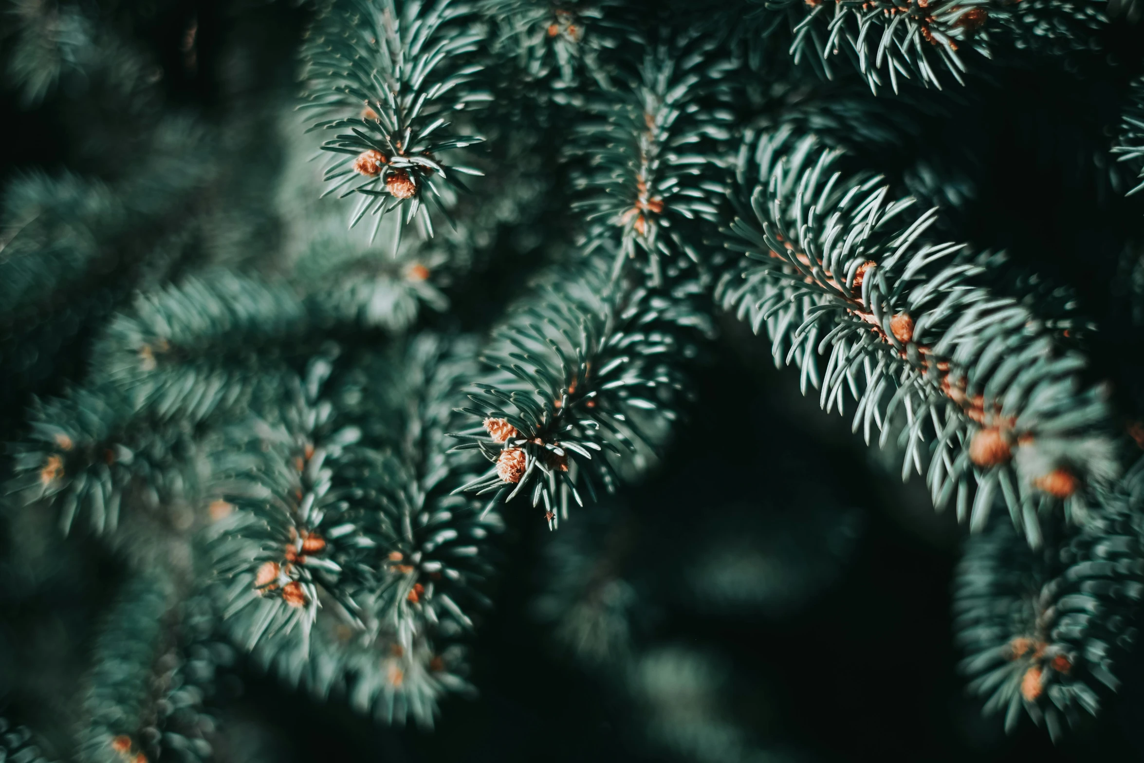 a close up of a pine tree branch, pexels, hurufiyya, instagram post, profile image, festive atmosphere, dark green