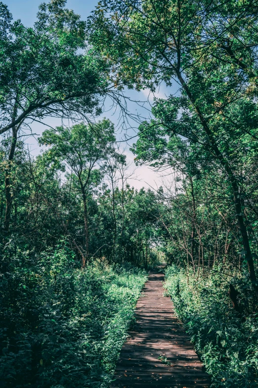 a path in the middle of a lush green forest, an album cover, inspired by Elsa Bleda, unsplash, boardwalk, prairie, view, minn