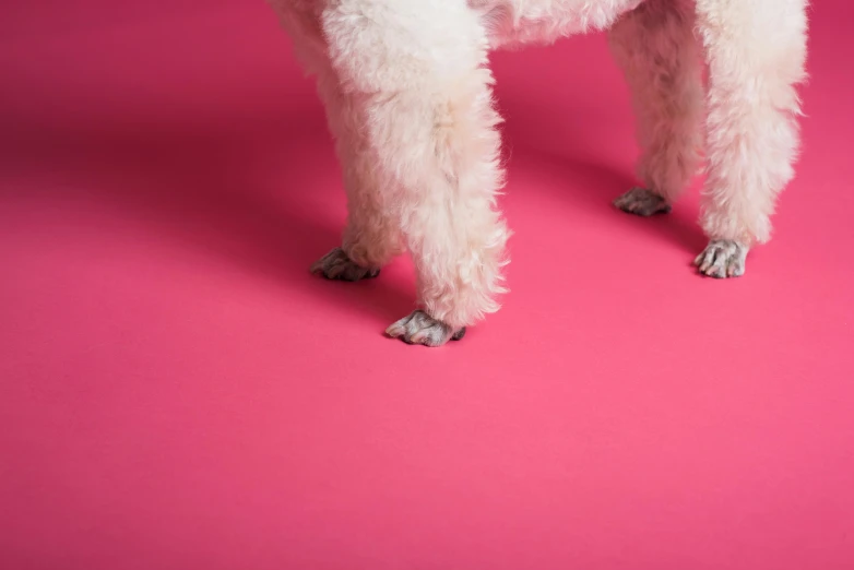 a white poodle standing on a pink surface, trending on unsplash, showing his paws to viewer, wolfy nail, low angle wide shot, dezeen